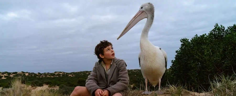 Storm Boy