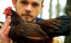 Chicken People
